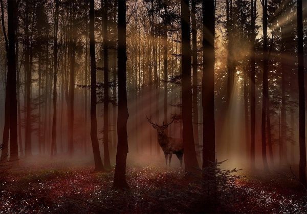 Wall Mural - Mystical Forest - First Variant
