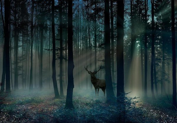 Wall Mural - Mystical Forest - Third Variant