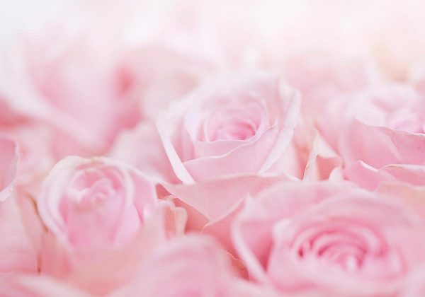 Wall Mural - Ocean of Roses
