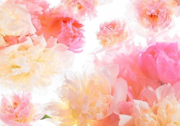 Wall Mural Wallpaper - Pastel peonies - Image 4