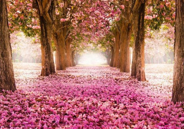 Wall Mural - Pink grove
