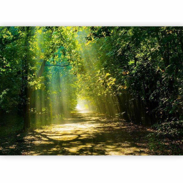 Wall Mural - Road in Sunlight