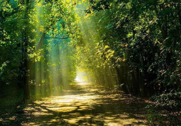 Wall Mural - Road in Sunlight