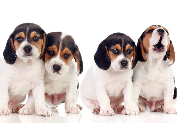Wall Mural - Sad Puppies