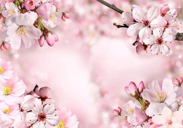Wall Mural - Spring Cherry Blossom