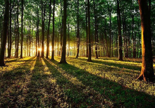 Wall Mural - Spring: Morning in the Forest
