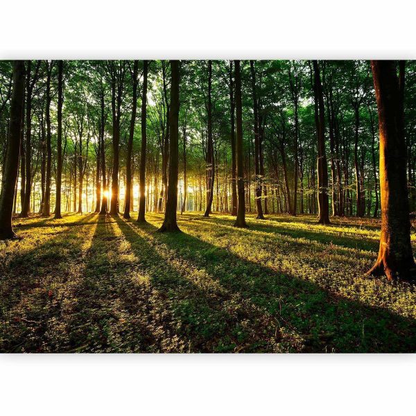 Wall Mural - Spring: Morning in the Forest