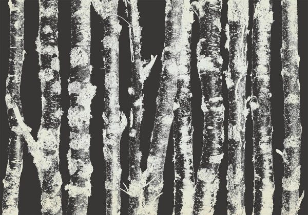 Wall Mural - Stately Birches - Second Variant