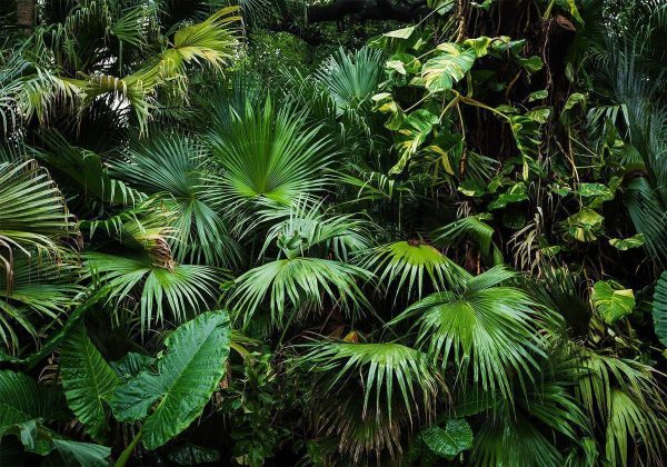 Wall Mural - Sunny Jungle