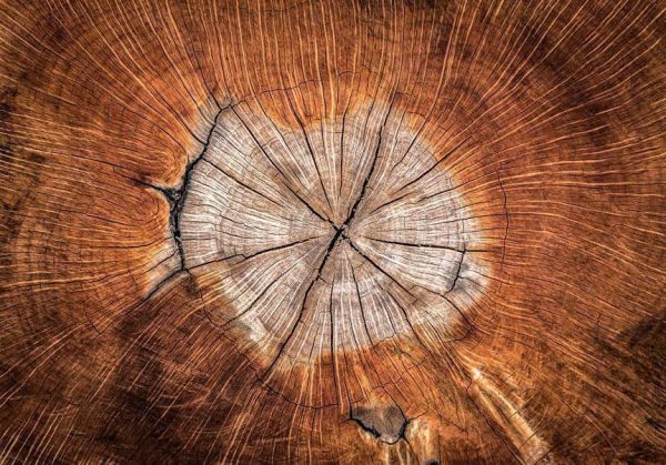 Wall Mural - The Soul of a Tree