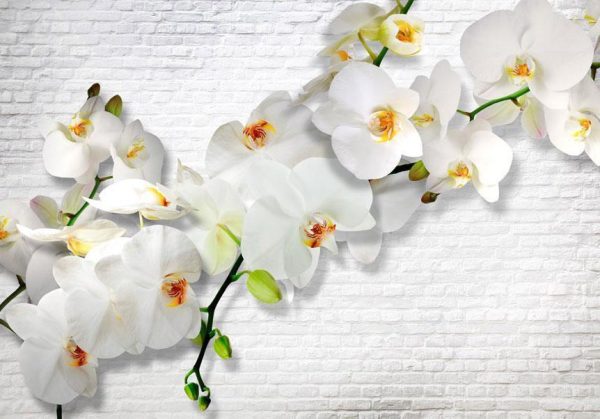 Wall Mural - The Urban Orchid