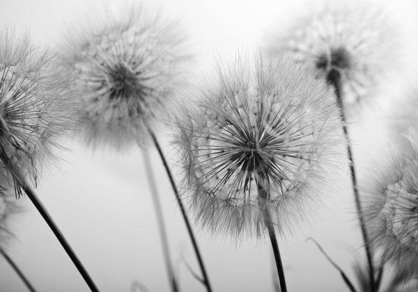 Wall Mural - Time for Dandelions - Second Variant - Image 6