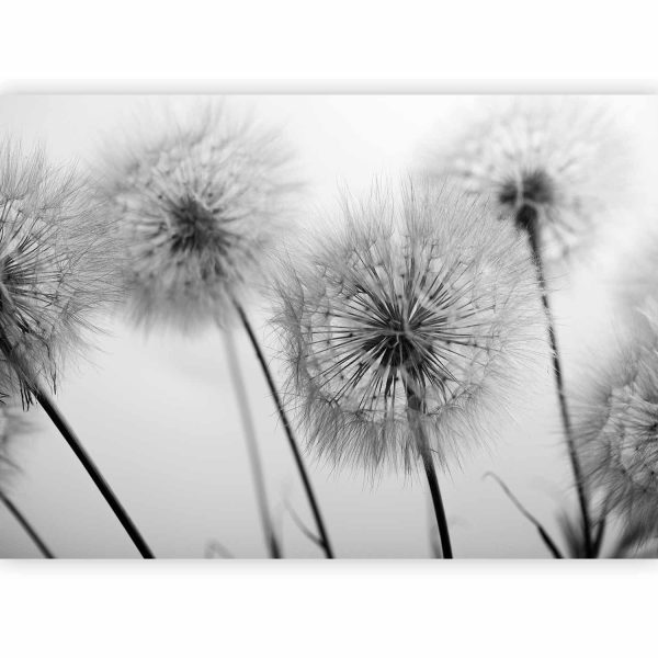 Wall Mural - Time for Dandelions - Second Variant - Image 5