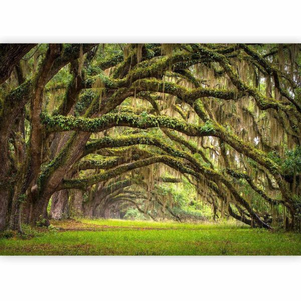 Wall Mural - Tree embrace