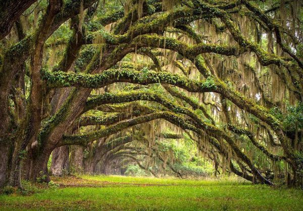 Wall Mural - Tree embrace