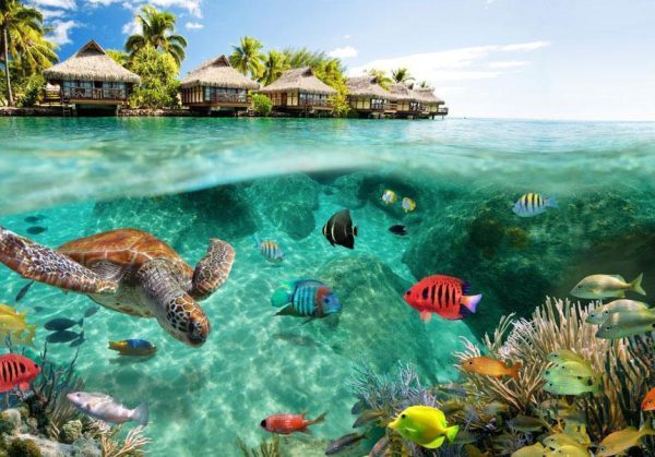 Wall Mural - Under the surface of water