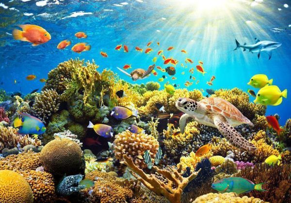 Wall Mural - Underwater Land