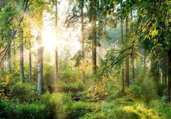 Wall Mural Wallpaper - Untamed Nature - Image 6