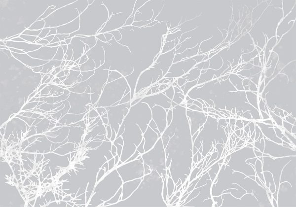 Wall Mural Wallpaper - White Trees - Image 6