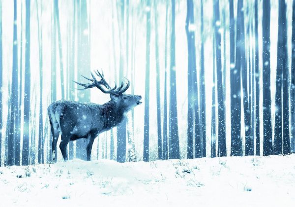 Wall Mural Wallpaper - Winter animals - deer motif on a forest background in shades of blue - Image 6