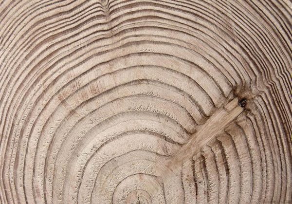 Wall Mural Wallpaper - Wood grain - Image 6