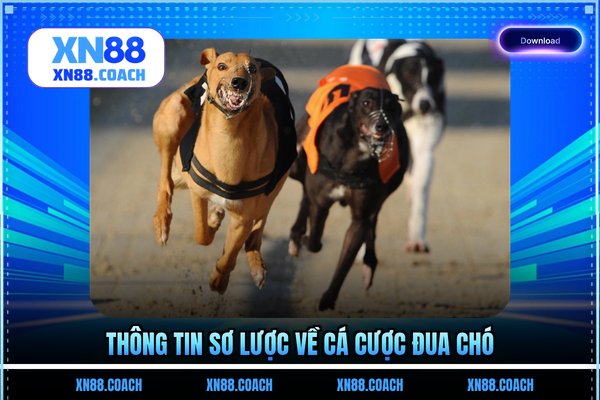 Thông tin sơ lược về cá cược đua chó Thông tin sơ lược về cá cược đua chó